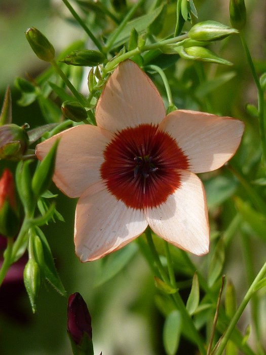 Linum grandiflorum 'Charmer' fleur
